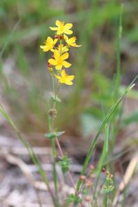 <i>Hypericum pulchrum</i>