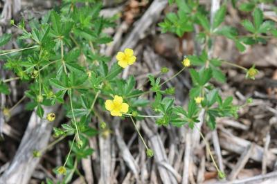 <i>Potentilla erecta</i>
