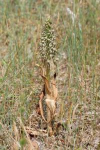 <i>Himantoglossum hircinum</i>
