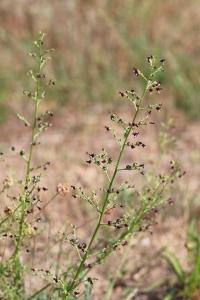 <i>Scrophularia canina</i>