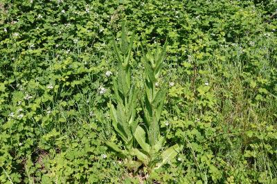 <i>Dipsacus fullonum</i>