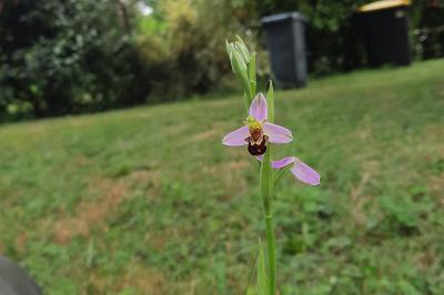 <i>Ophrys apifera</i>