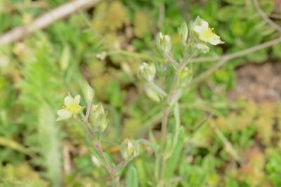 <i>Helianthemum salicifolium</i>