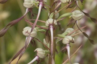 <i>Himantoglossum hircinum</i>
