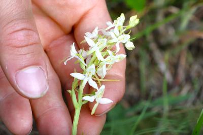 <i>Platanthera bifolia</i>
