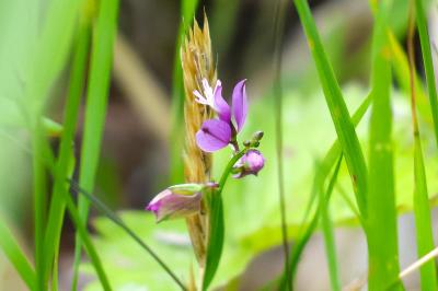 <i>Polygala vulgaris</i>