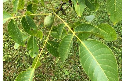 <i>Juglans regia</i>