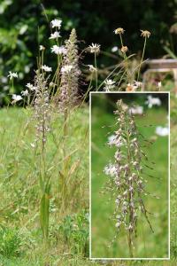 <i>Himantoglossum hircinum</i>