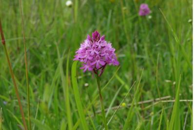 <i>Anacamptis pyramidalis</i>