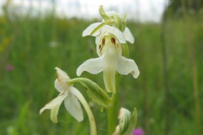 <i>Platanthera chlorantha</i>