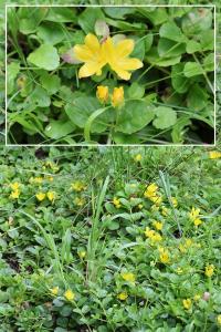 <i>Lysimachia nummularia</i>