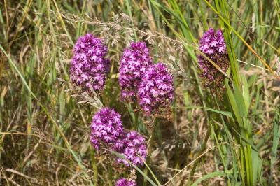 <i>Anacamptis pyramidalis</i>