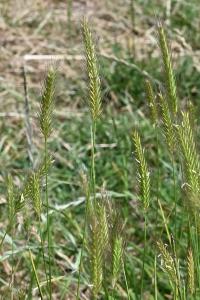 <i>Hordeum secalinum</i>