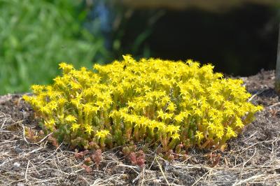 <i>Sedum acre</i>