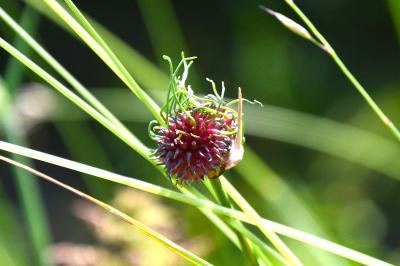 <i>Allium vineale</i>