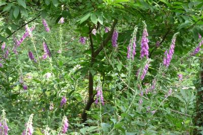 <i>Digitalis purpurea</i>