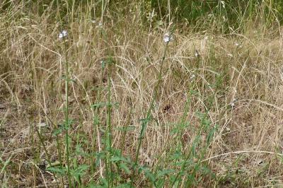 <i>Verbena officinalis</i>