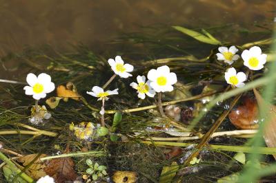 <i>Ranunculus penicillatus</i>