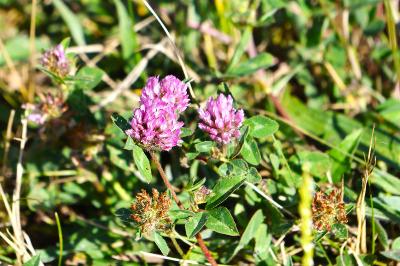 <i>Trifolium pratense</i>