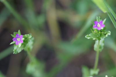 <i>Legousia hybrida</i>
