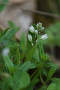<i>Polygala amarella</i>