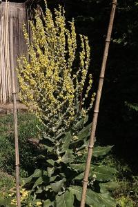 <i>Verbascum pulverulentum</i>