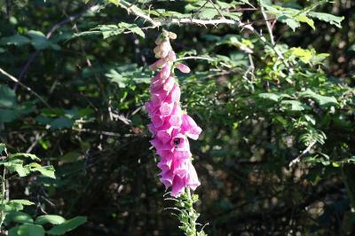 <i>Digitalis purpurea</i>