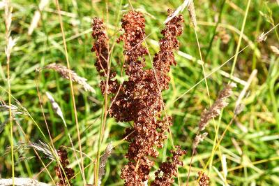 <i>Rumex crispus</i>