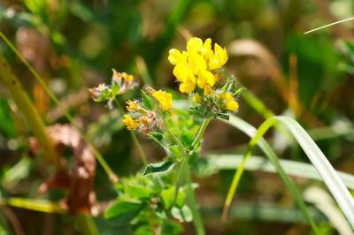<i>Lotus corniculatus</i>