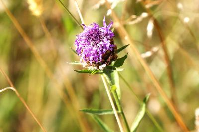 <i>Centaurea</i>