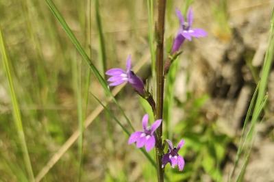 <i>Lobelia urens</i>