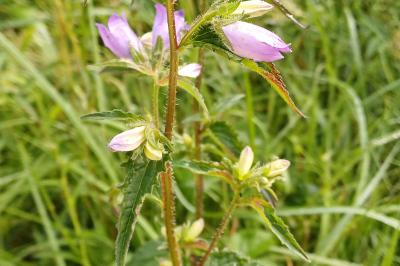 <i>Campanula trachelium</i>