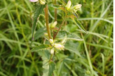 <i>Campanula trachelium</i>