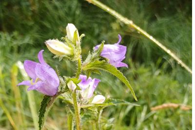 <i>Campanula trachelium</i>