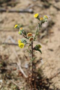 <i>Pulicaria vulgaris</i>