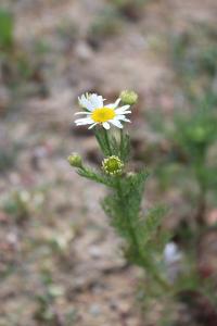 <i>Tripleurospermum inodorum</i>
