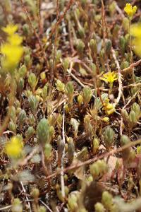 <i>Petrosedum rupestre</i>