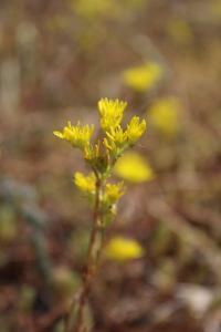<i>Petrosedum rupestre</i>