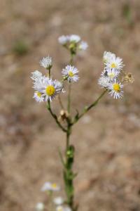 <i>Erigeron annuus</i>