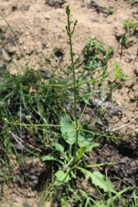 <i>Alisma plantago-aquatica</i>