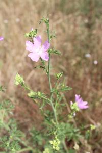 <i>Malva moschata</i>