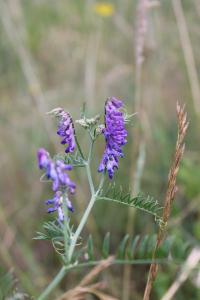 <i>Vicia cracca</i>