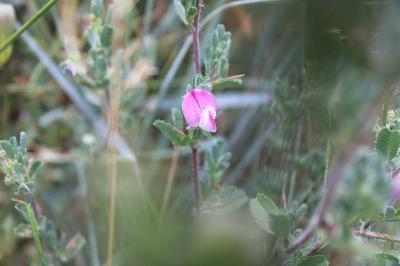 <i>Ononis spinosa</i>