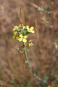 <i>Coincya monensis</i>