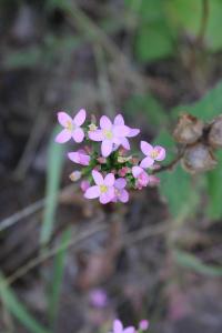 <i>Centaurium erythraea</i>