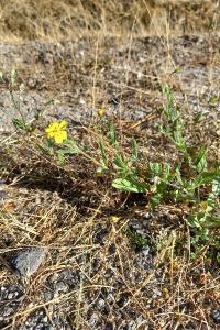 <i>Tuberaria guttata</i>