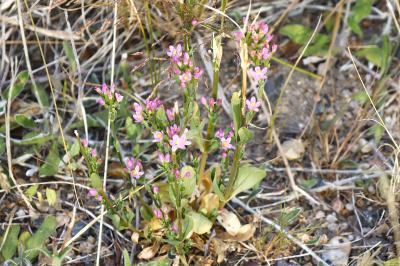 <i>Centaurium erythraea</i>