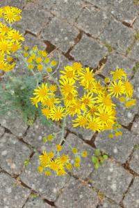 <i>Jacobaea maritima</i>