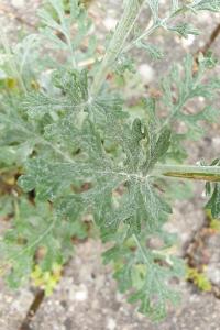 <i>Jacobaea maritima</i>