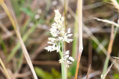 <i>Dactylis glomerata</i>
